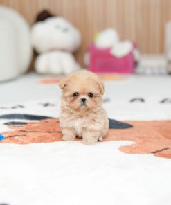 Ruby Maltipoo puppy