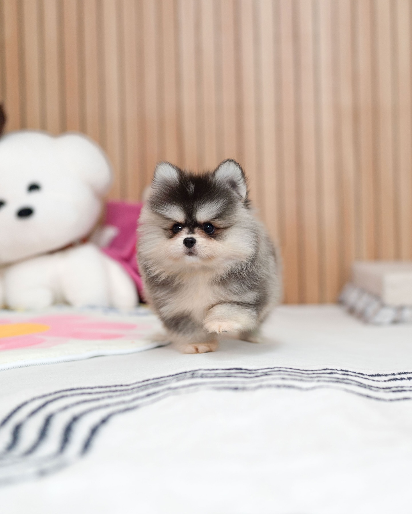 Pomsky Puppy for Sale - Image 2