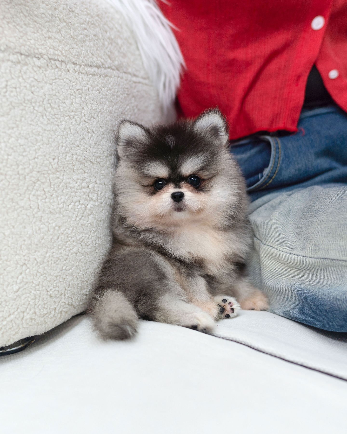 Pomsky Puppy for Sale - Image 3