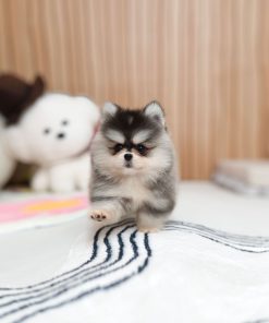 Pomsky Puppy for Sale