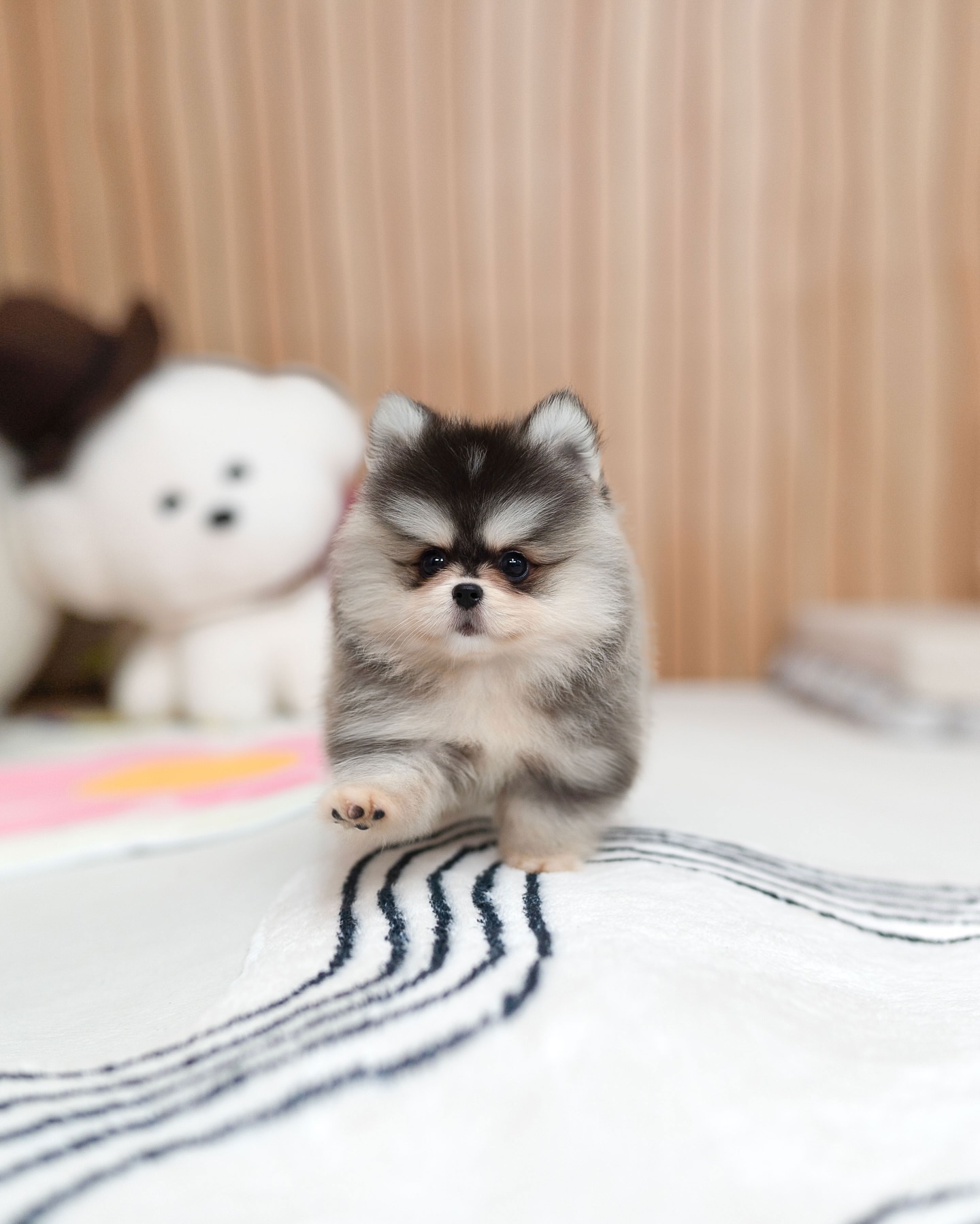 Pomsky Puppy for Sale