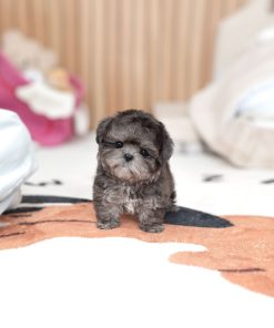 Silver beige Maltipoo Puppy