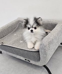Male Pomsky Puppy for Rehoming Near Me
