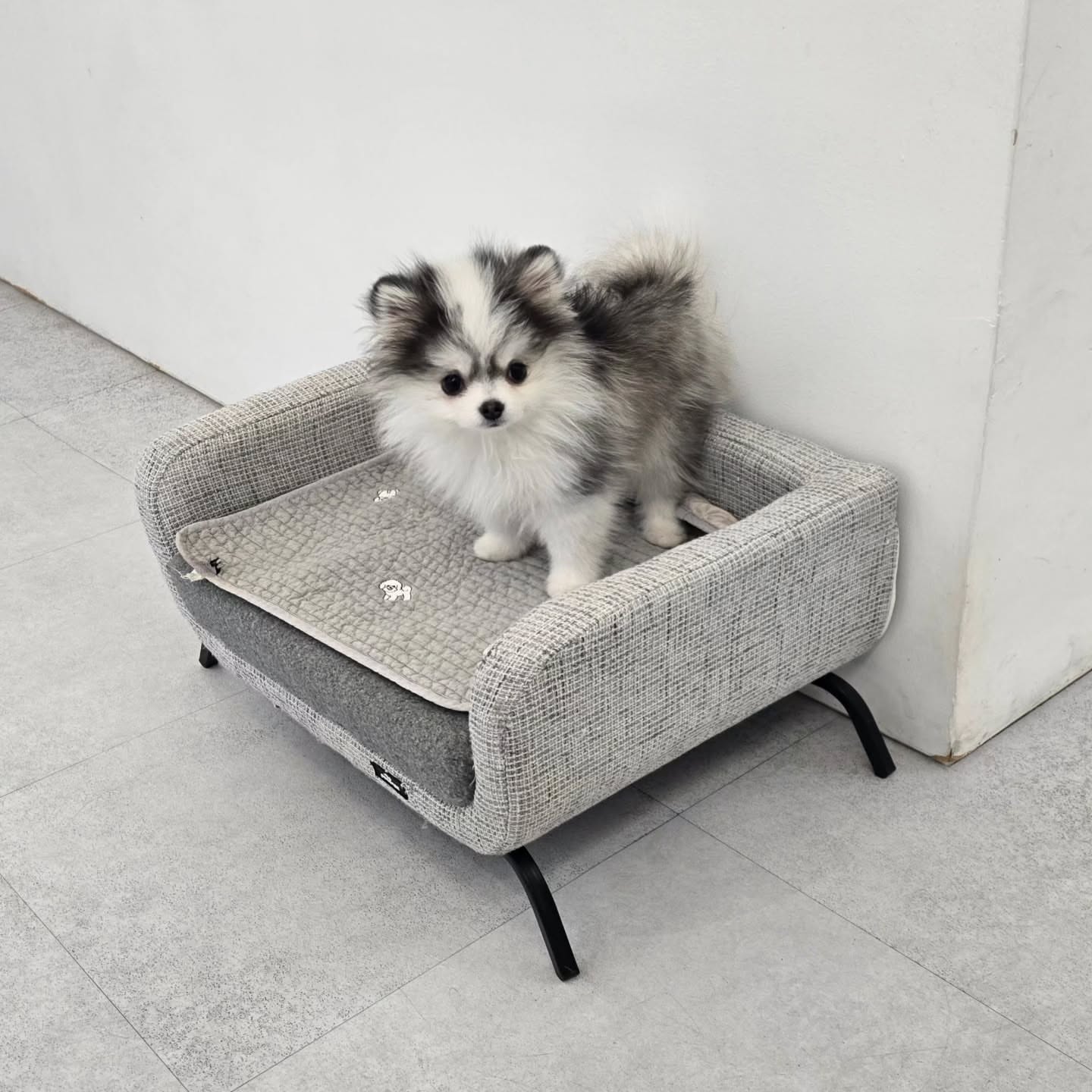Male Pomsky Puppy for Rehoming Near Me - Image 3