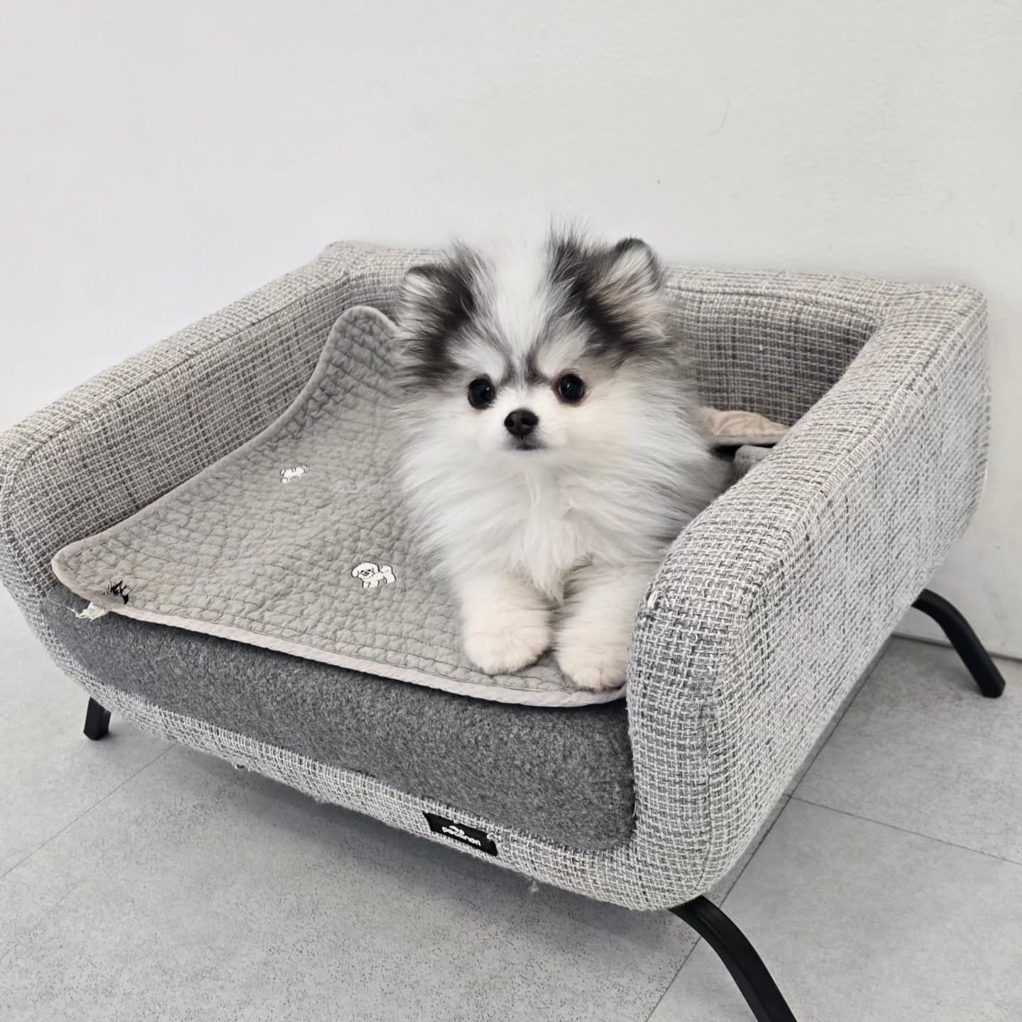 Male Pomsky Puppy for Rehoming Near Me - Image 4