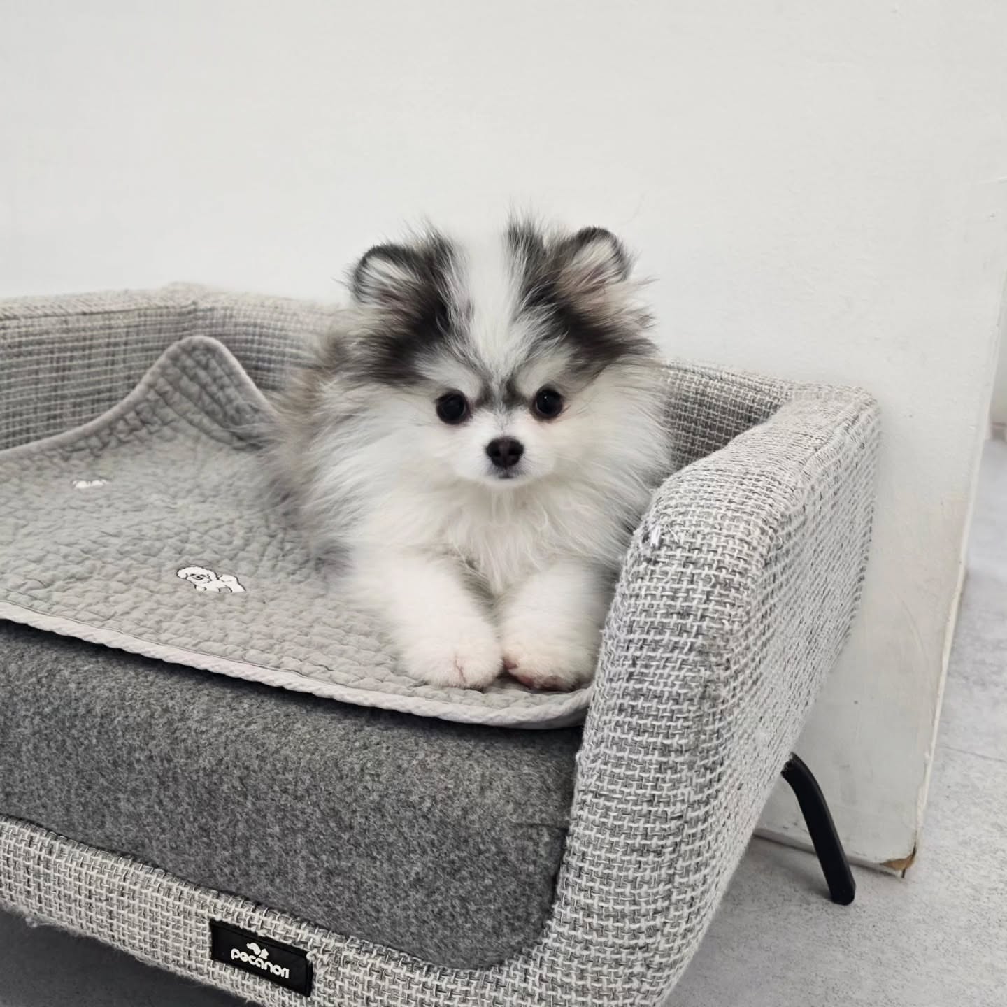 Male Pomsky Puppy for Rehoming Near Me - Image 2