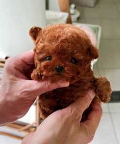 Toy Teacup Poodle Puppy for Sale Near Me