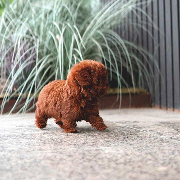 Red Mini Teacup Poodle Puppy - Image 2