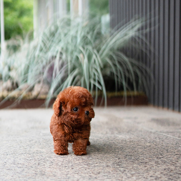 Red Mini Teacup Poodle Puppy - Image 3