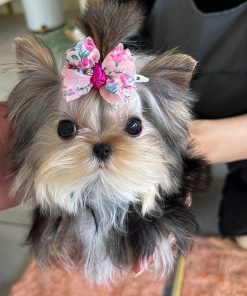 Josie Female Yorkie Puppy for Sale