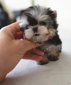 Kayla Yorkie puppy