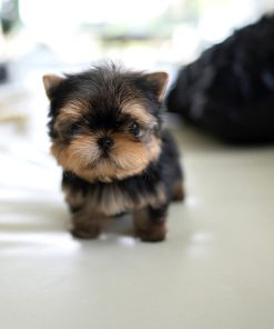 Rudy Yorkie puppy