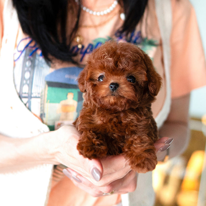 Red Mini Teacup Poodle Puppy - Image 4