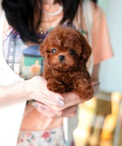 Red Mini Teacup Poodle Puppy