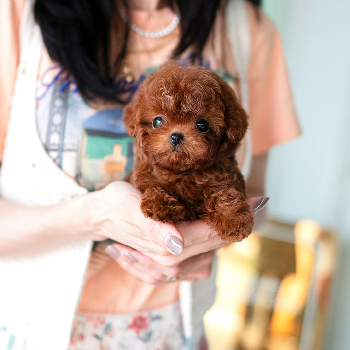 Red Mini Teacup Poodle Puppy