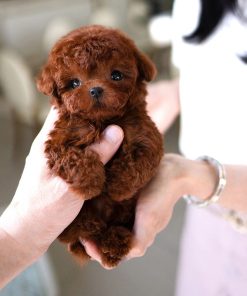 Red Teacup Poodle Puppy for Sale