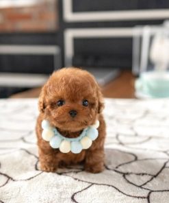 Teddy Poodle Puppy