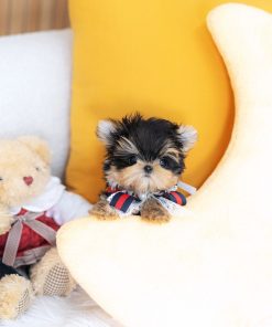 Mini Teacup Yorkie Puppy for Rehoming