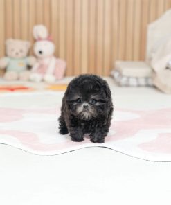 Anna Poodle Puppy