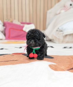 Oliver Poodle puppy