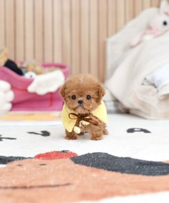 Milo Poodle puppy