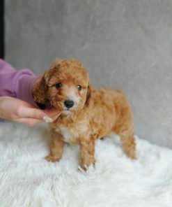 Rosie Poodle puppy