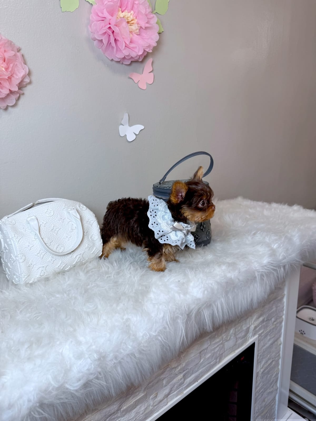 Suzie Yorkie puppy - Image 3