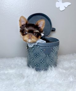 Suzie Yorkie puppy