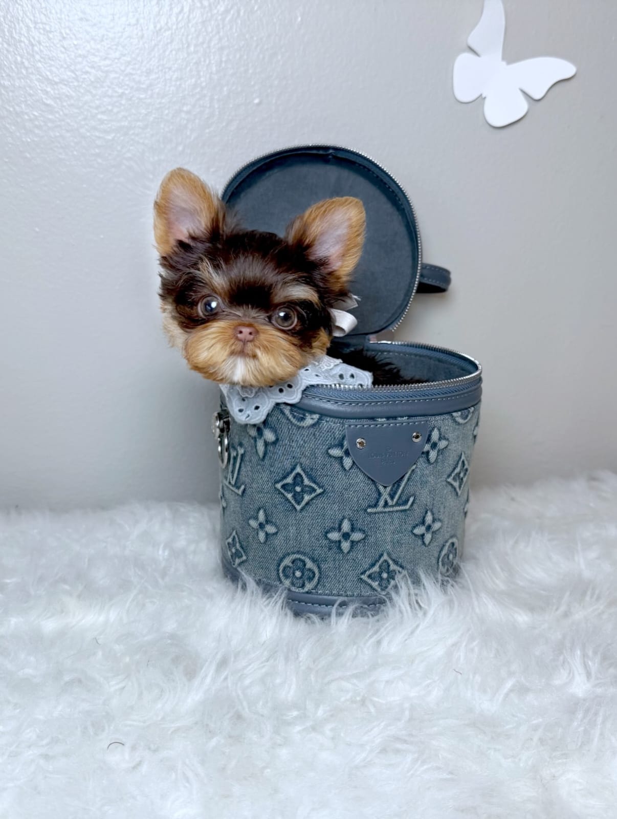 Suzie Yorkie puppy