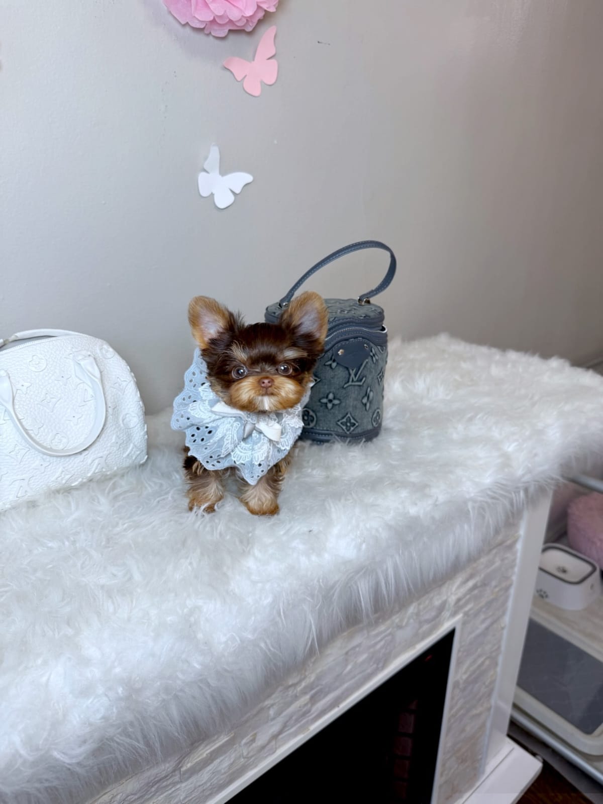 Suzie Yorkie puppy - Image 2