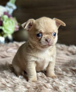 Cute Female Chihuahua Puppy Near Me