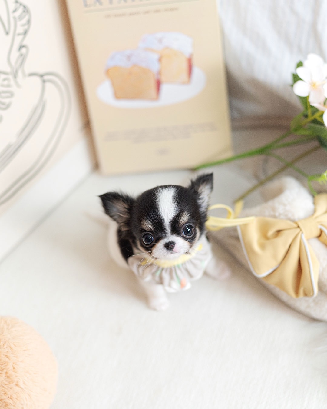 Cute Chihuahua Puppy Near Me