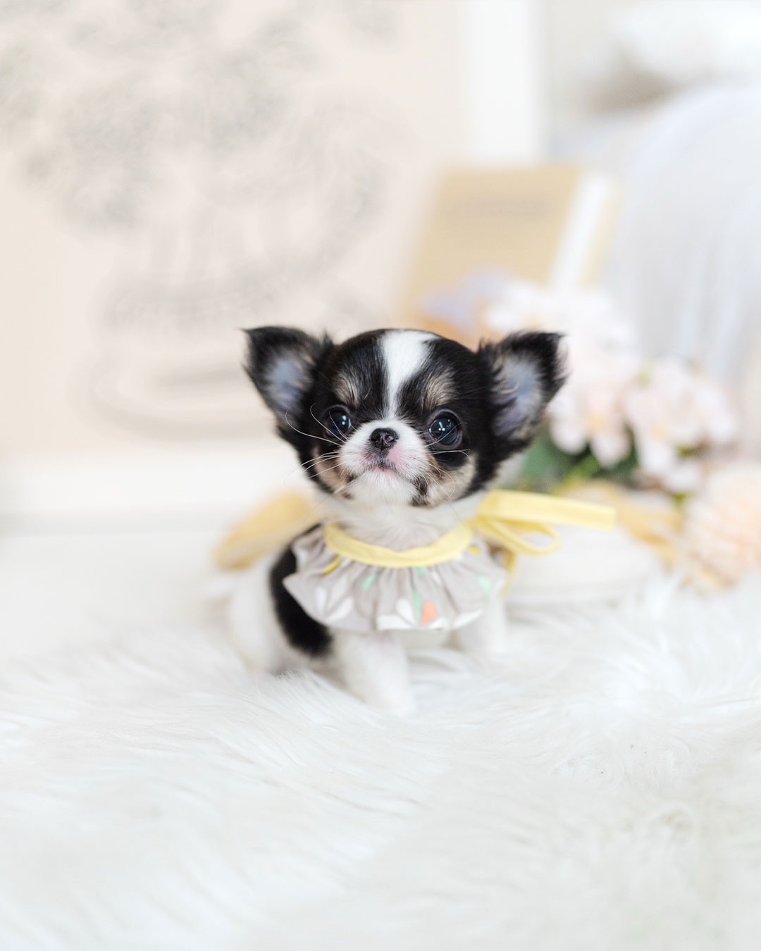 Cute Chihuahua Puppy Near Me - Image 3