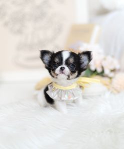 Tiny Chihuahua Puppy Near Me