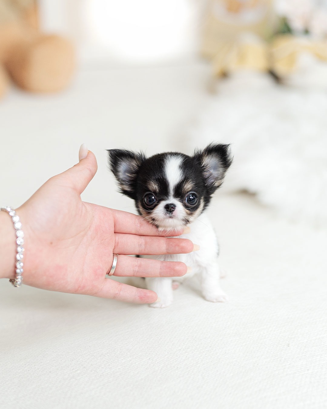 Cute Chihuahua Puppy Near Me - Image 2