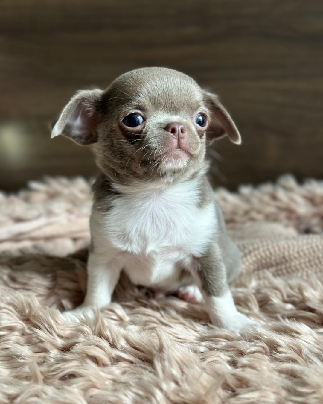 Teacup Male Chihuahua Puppy Near Me - Image 3