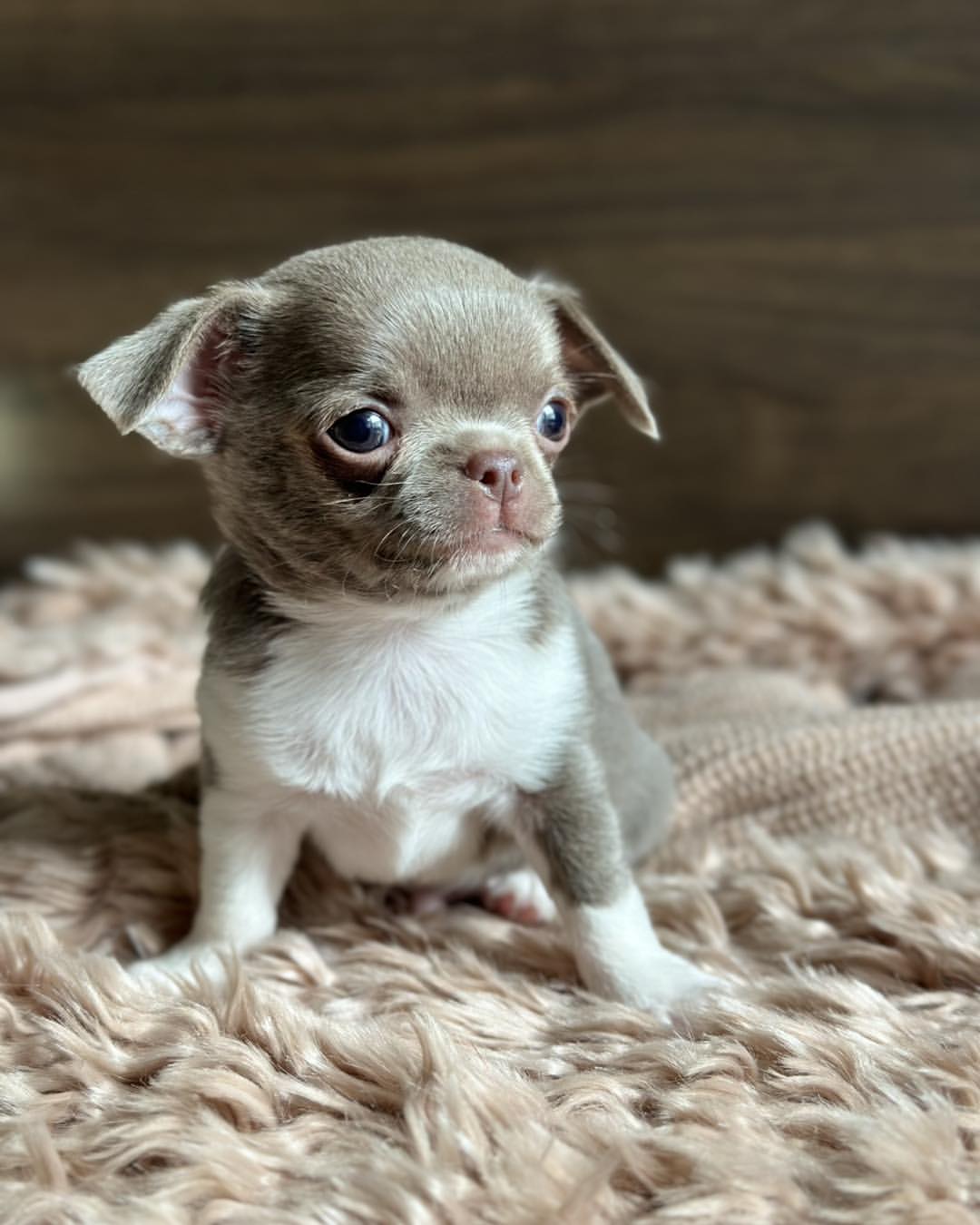 Teacup Male Chihuahua Puppy Near Me - Image 2