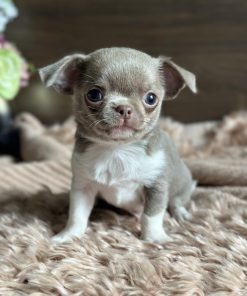 Teacup Male Chihuahua Puppy Near Me