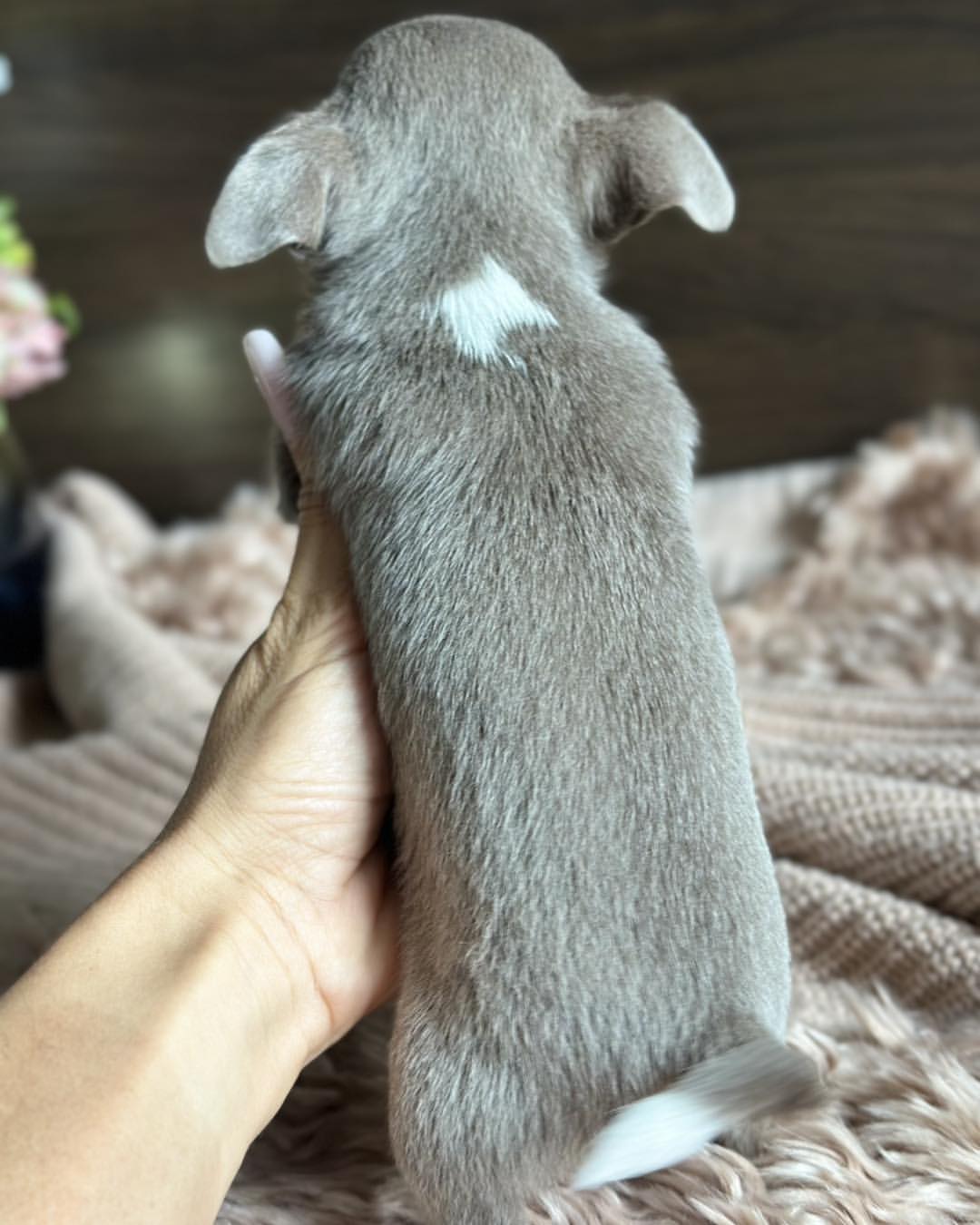 Teacup Male Chihuahua Puppy Near Me - Image 4