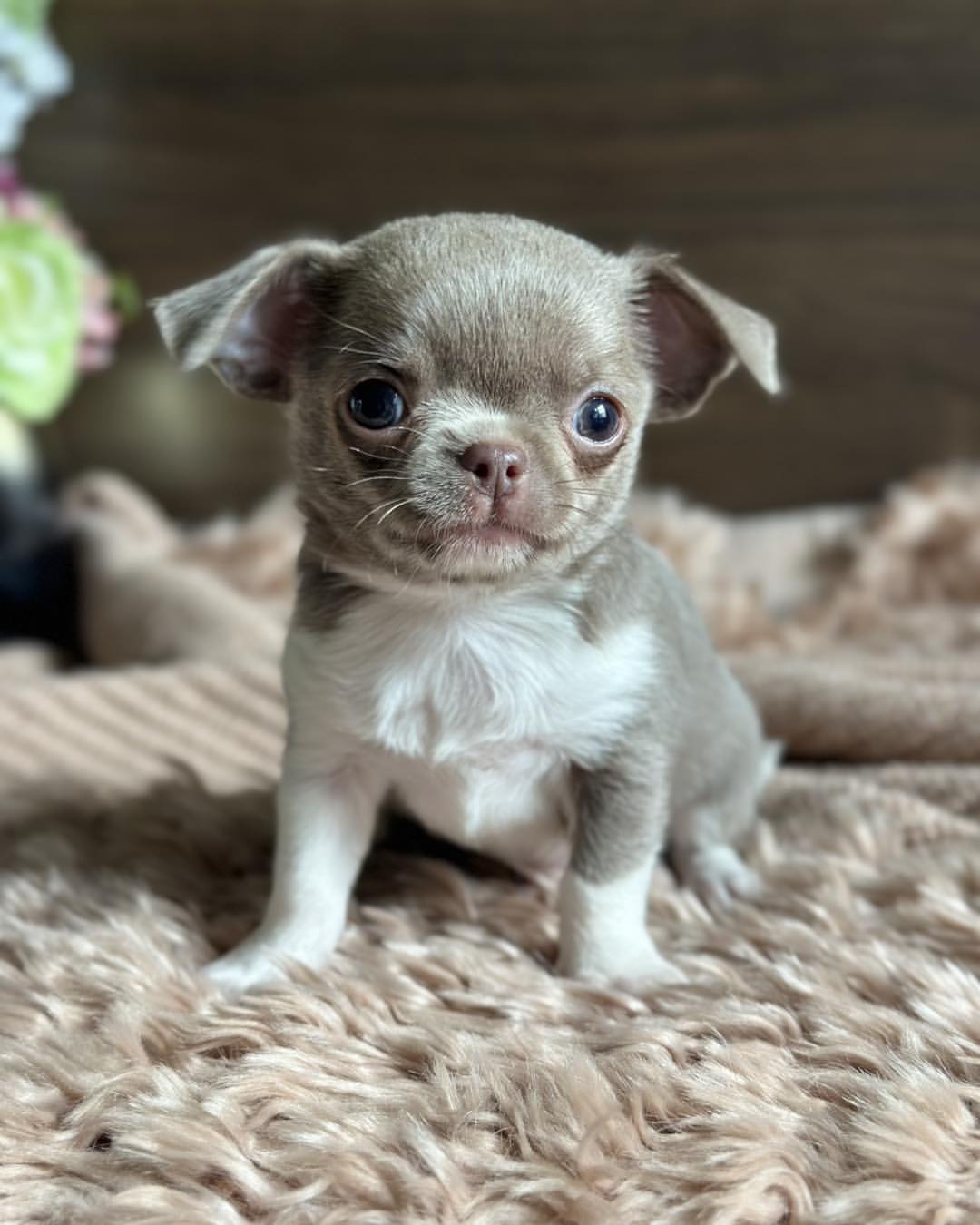 Teacup Male Chihuahua Puppy Near Me