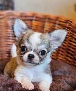 Chihuahua Puppy Available for Adoption Near Me