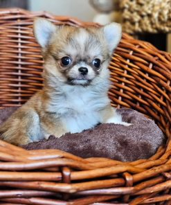 Female Chihuahua Puppy Available for Rehoming