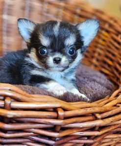 Leisel Chihuahua Pupp