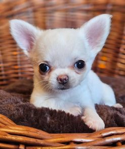 Lago Chihuahua Puppy