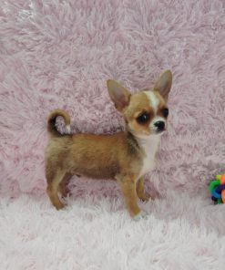 Issac Chihuahua Puppy