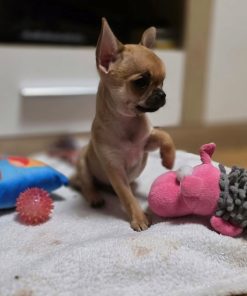 Allison Chihuahua Puppy