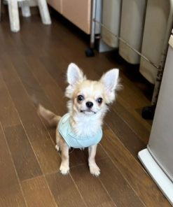 Maxine Chihuahua Puppy