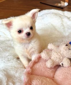 Stella Chihuahua Puppy 