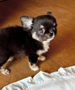 Small Chihuahua Puppy Near Me