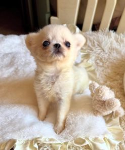 sophia chihuahua puppy